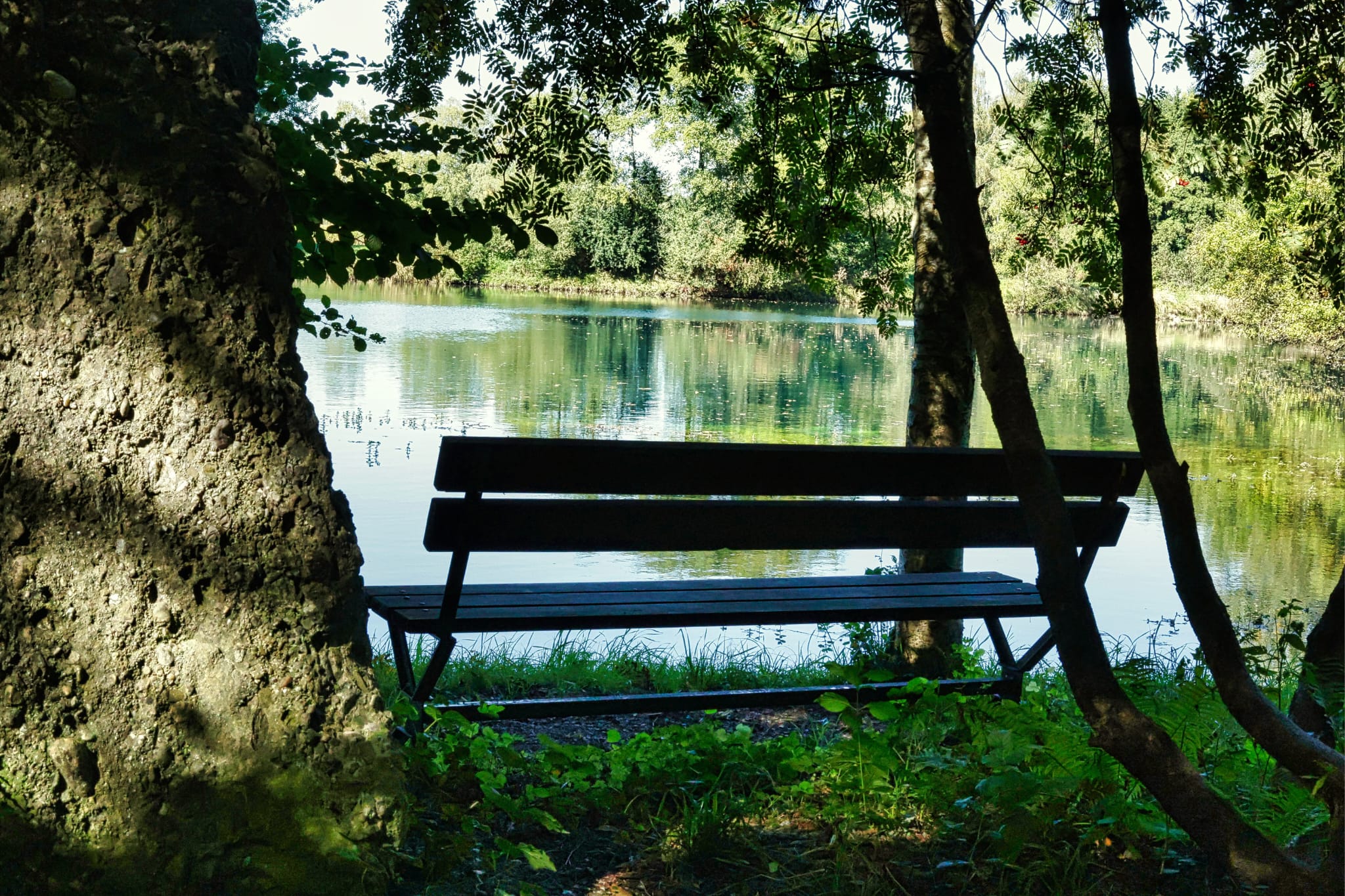 Parkbank am Seeufer — Ruhe und Natur