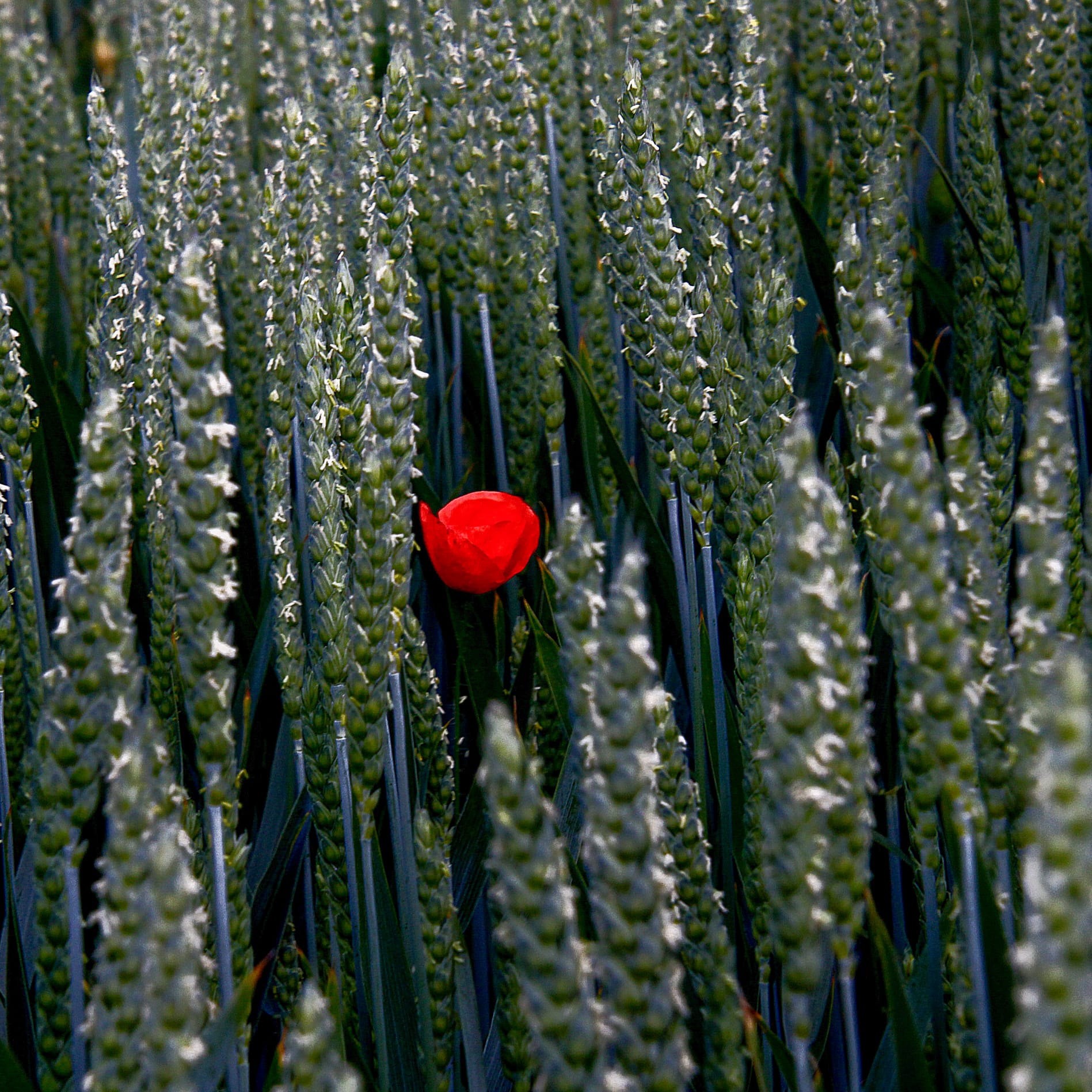 Einzelne Mohnblume im Weizenfeld